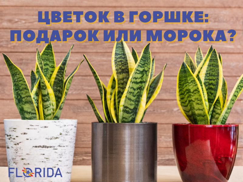 Квіти у горщику: подарунок чи морока?