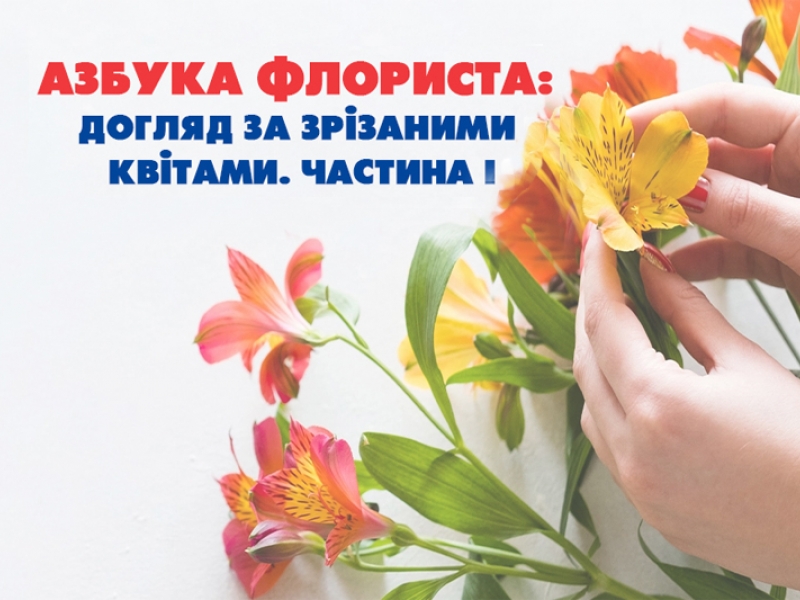 Абетка флориста: догляд за зрізаними квітами. Частина I